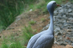 Blue Crane
