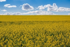 Canola fields in flower