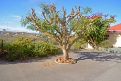 Tree in parking area